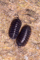 Two Southern pill woodlice (Armadillidium depressum) on an old garden wall at night, Wiltshire, UK, September.