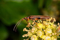 Thick-legged flower beetle / False blister beetle (Oedemera femoralis) male on Ivy (Hedera helix) flowers at night, Wiltshire, UK, September.