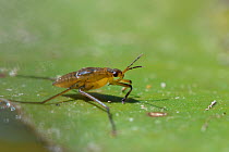 Common pond skater / Water strider (Gerris lacustris) nymph standing on a water lily leaf in a garden pond, Wiltshire, UK, June.