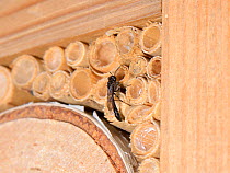 Wood borer wasp (Trypoxylon sp.) at the entrance to its nest in a Bamboo tube in an insect hotel, Wiltshire, UK, July.