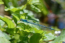Azure damselfly (Coenagrion puella) male animal resting on marginal plants in a garden pond as it eats a small fly, Wiltshire, UK, June.