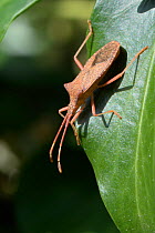 Box bug (Gonocerus acuteangulatus) on Ivy leaves in a garden, Wiltshire, UK, September. This nationally endangered bug is spreading northwest from its former toehold in southeast UK, originally on Box...