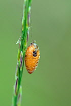 Basket cocoon parasitoid (Meteorus sp.) cocoon hanging from a grass stem in boggy heathland, Studland, Dorset, UK, July.