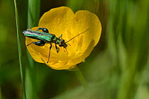 Male Thick-legged / Swollen-thighed flower beetle (Oedemera nobilis) feeding on nectar and pollen on a Meadow buttercup (Ranunculus acris) flower, England, UK. May.