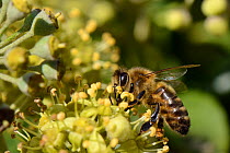Honey bee (Apis mellifera) feeding on Ivy flowers (Hedera helix), Wiltshire garden, UK, September.