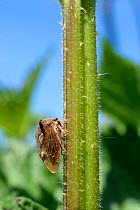 Horned treehopper / Thorn-hopper (Centrotus cornutus) on nettle stem at the edge of a meadow, Wiltshire, UK, May.