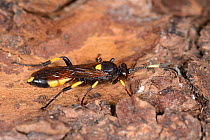 Female Ichneumon wasp (Ichneumon stramentor) found in a log pile where it was hibernating, Wiltshire garden, UK, January.
