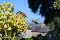 Ivy bee (Colletes hederae) feeding on Ivy flowers (Hedera helix) as another flies in, Wiltshire garden, UK, September.