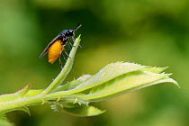 Large rose sawfly (Arge pagana) preparing to lay eggs on a Rose bush in a garden, Wiltshire, UK, July.