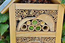 Recently completed Leafcutter / Rose-cutter bee (Megachile willughbiella) and Potter wasp (Ancistrocerus sp.) nests in Bamboo tubes in an insect hotel, Wiltshire, UK, July.