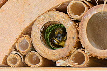 Leafcutter / Rose-cutter bee (Megachile willughbiella) emerging from its nest in a Bamboo tube in an insect hotel, Wiltshire, UK, July.