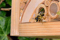 Leafcutter / Rose-cutter bee (Megachile willughbiella) emerging from its nest in a Bamboo tube in an insect hotel after provisioning it with pollen, Wiltshire, UK, July.