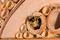 Leafcutter / Rose-cutter bee (Megachile willughbiella) emerging from its nest in a Bamboo tube in an insect hotel after provisioning it with pollen, Wiltshire, UK, July.