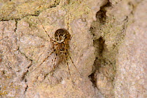 Invisible spider (Drapetisca socialis) on an old house wall, Wiltshire, UK, September.