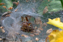 Common labyrinth spiders (Agelena labyrinthica) mating in the female&#39;s funnel web with the male pinning her down and holding her legs folded to avoid being attacked by her, Corfe Common, Dorset, U...