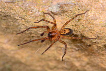 Common lace weaver / Lace-webbed spider (Amaurobius similis) female on its web on an old stone wall, Wiltshire, UK, October.