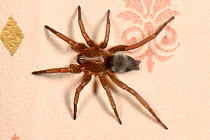 Mouse spider (Scotophaeus blackwalli) female on a bedroom wall, Wiltshire, UK, October.