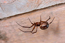 Noble false widow spider (Steatoda nobilis) female, Britain&#39;s most poisonous spider which probably reached the UK in cargo ships from the Canary islands, hanging in her web in a garden wood shed,...