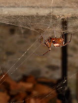 Noble false widow spider (Steatoda nobilis) female, Britain&#39;s most poisonous spider which probably reached the UK in cargo ships from the Canary islands, hanging in her web in a garden wood shed,...