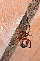 Noble false widow spider (Steatoda nobilis) female, close to its retreat between two roof beams in a garden shed, near Wells, Somerset, UK, September.