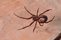 Noble false widow spidow (Steatoda nobilis) female, Britain&#39;s most poisonous spider which probably reached the UK in cargo ships from the Canary islands, hanging in it web in a garden wood shed at...