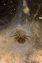 Toothed weaver spider (Textrix denticulata) female at the entrance to her silken funnel retreat in an old stone wall, Wiltshire, UK, October.