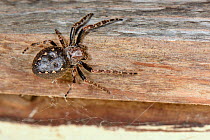 Walnut orb-weaver spider (Nuctenea umbratica) female, near a retreat under the eaves of a garden shed, near Wells, Somerset, UK, September.
