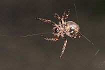 Walnut orb-weaver spider (Nuctenea umbratica) female spinning its web at night between the legs of a garden table, near Wells, Somerset, UK, September.