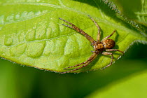 Wandering or Running crab spider (Philodromus cf. aureolus) hunting on low vegetation in a garden, Wiltshire, UK, May.