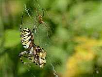 Male Wasp spider (Argiope bruennichi) approaching a much larger female to court her as she feeds on wrapped insect prey in her web, Dorset, UK, July.