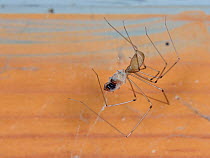Longbodied cellar spider / Daddly longlegs spider (Pholcus phalangioides) hanging on its web in an outhouse and feeding on a House spider (Tegenaria sp.) it has killed and wrapped in silk, Somerset, U...