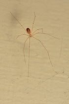 Juvenile Longbodied cellar spider / Daddly longlegs spider (Pholcus phalangioides) on its web in a house porch, Wiltshire, UK, September.