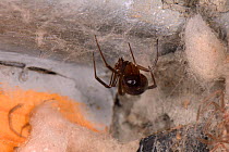 False black widow or Cupboard spider (Steatoda grossa) hanging in it web in a garden shed next to an egg sacs, near Wells, Somerset, UK, October. Females can live for up to 6 years and produce three o...
