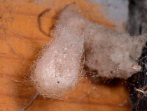 False black widow / Cupboard spider (Steatoda grossa) egg sac in a garden shed, near Wells, Somerset, UK, October.