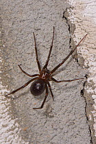 False black widow or Cupboard spider (Steatoda grossa) female on the wall of a garden shed, near Wells, Somerset, UK, October.