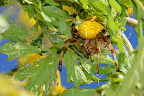 Four-spot orb-weaver spider (Araneus quadratus) female in a silken retreat among Ragwort leaves, Chalk grassland meadow, near Corsham, Wiltshire, UK, July.