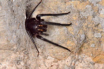 Green-fanged tube web spider (Segestria florentina) female at the entrance to its silk lined retreat in an old wall, near Wells, Somerset, UK, September.