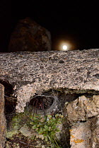 House spider (Tegenaria sp.) female at the mouth of her tubular silk retreat in an old stone wall with the moon in the background, Wiltshire, UK, September.