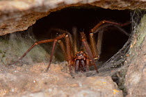 House spider (Tegenaria sp.) female on her web in an old stone wall, Wiltshire, UK, October.