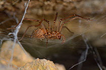 House spider (Tegenaria sp.) female on her web in an old stone wall, Wiltshire, UK, October.