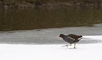 Moorhen (Gallinula chloropus) walking on frozen, snow covered lake surface in falling snow, Wiltshire, UK, March.