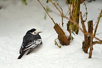 Pied wagtail (Motacilla alba) fluffed up to keep warm as it rests on deep snow under a hedge out of the wind in a garden, Wiltshire, UK, January.