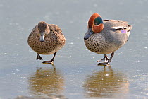 Common teal (Anas crecca) pair walking across a frozen lake, Gloucestershire, UK, February.
