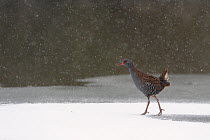 Water rail (Rallus aquaticus) walking on frozen, snow covered lake surface in falling snow, Wiltshire, UK, March.