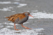 Water rail (Rallus aquaticus) walking across a frozen, snow dusted pond, Gloucestershire, UK, February.