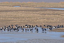 Flock of Barnacle geese (Branta leucopsis) and a single Red-breasted goose (Branta ruficollis) drinking from a freshwater pool on a saltmarsh bordering the Severn estuary, Gloucestershire, UK, Februar...