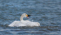 Bewick&#39;s swan (Cygnus columbianus bewicki) calling as it bathes on a freshwater lake, Gloucestershire, UK, February.