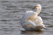 Bewick&#39;s swan (Cygnus columbianus bewicki) preening as it stands in a freshwater lake, Gloucestershire, UK, February.