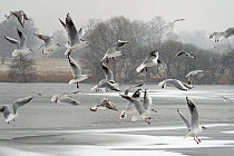 Black-headed gull (Chroicocephalus ridibundus) flock flying over a frozen lake in falling snow, Wiltshire, UK, March.