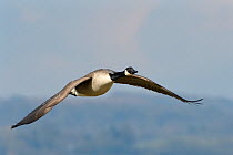 Canada goose (Branta canadensis) in flight overhead, Gloucestershire, UK, February.